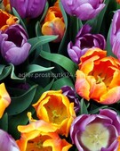 Анкета проститутки Зина - метро Тверской, возраст - 34